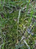 Goodyera repens